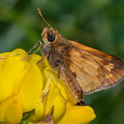 Peck&#39;s Skipper